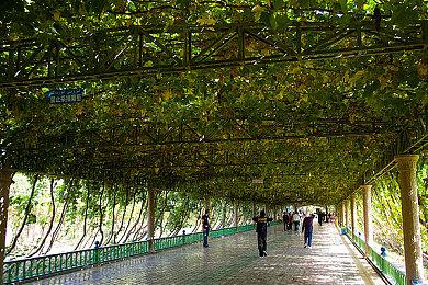 相聚墨西哥，《极限竞速：地平线5》即将发售